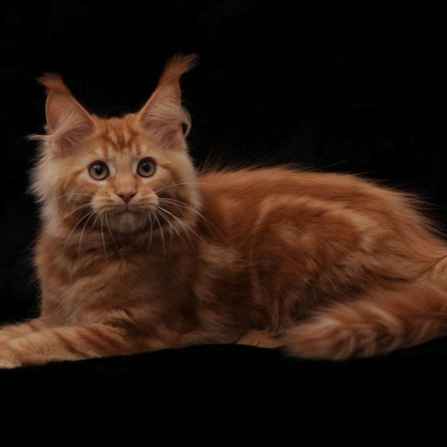 Rеу Maine Coon male, red