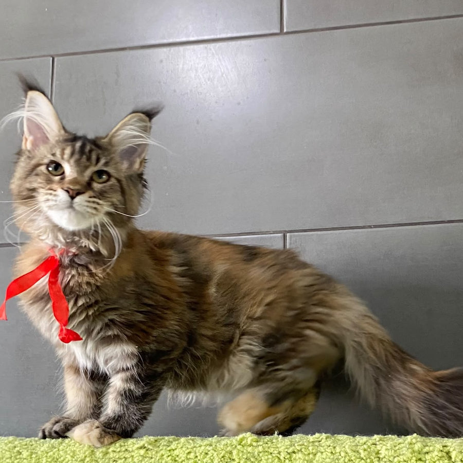 Six Maine Coon female, black tortie tabby