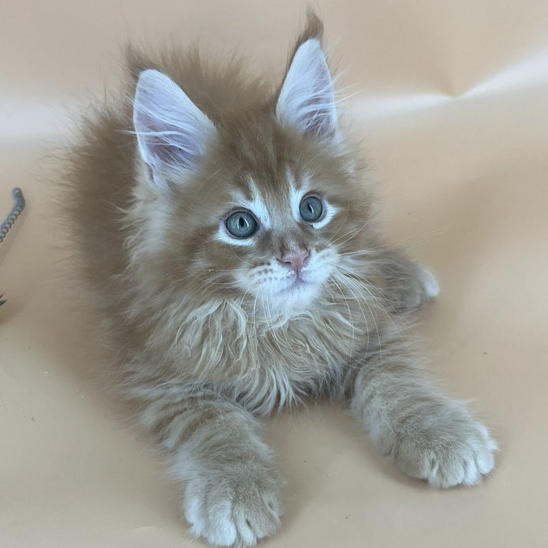 Brian Maine Coon male, red tabby