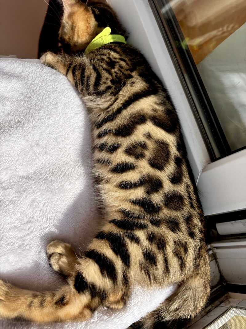 Lola Bengal female black spotted tabby - live animals