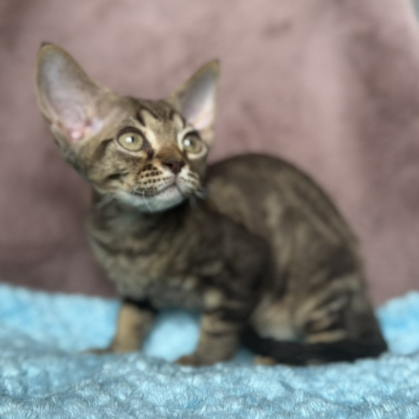 Xiaomi Devon Rex male, chocolate tabby