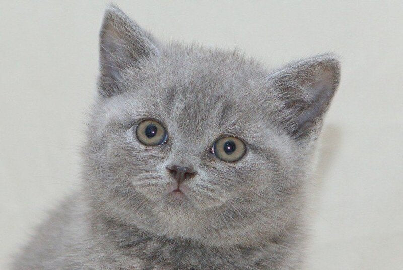 Otello British Shorthair male, blue