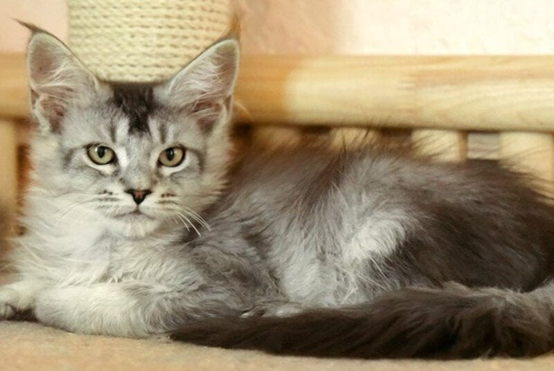 Zabrina Maine Coon female, black silver ticked tabby