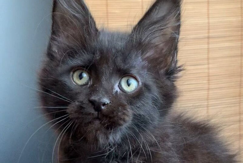 Indiana Maine Coon male black live animals