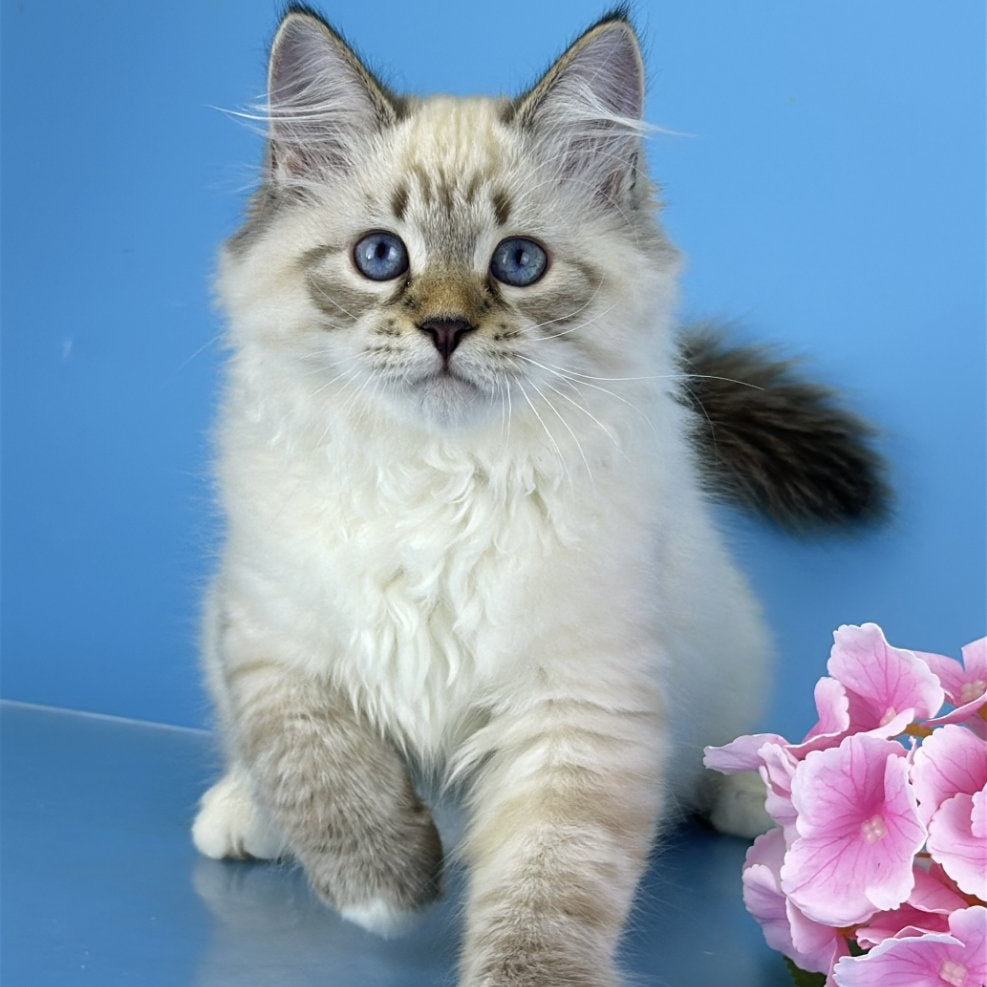 Arctic Siberian male, black tabby pointed bicolour