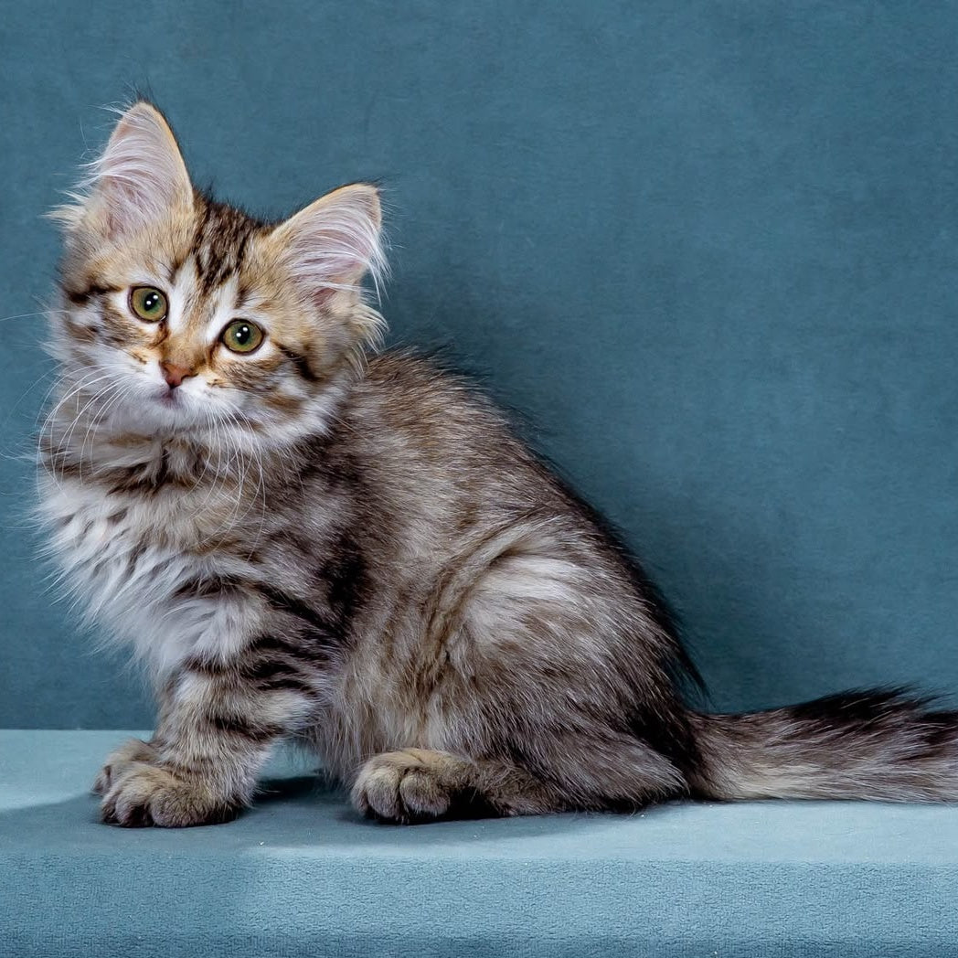 Ksusha Siberian female, black spotted tabby