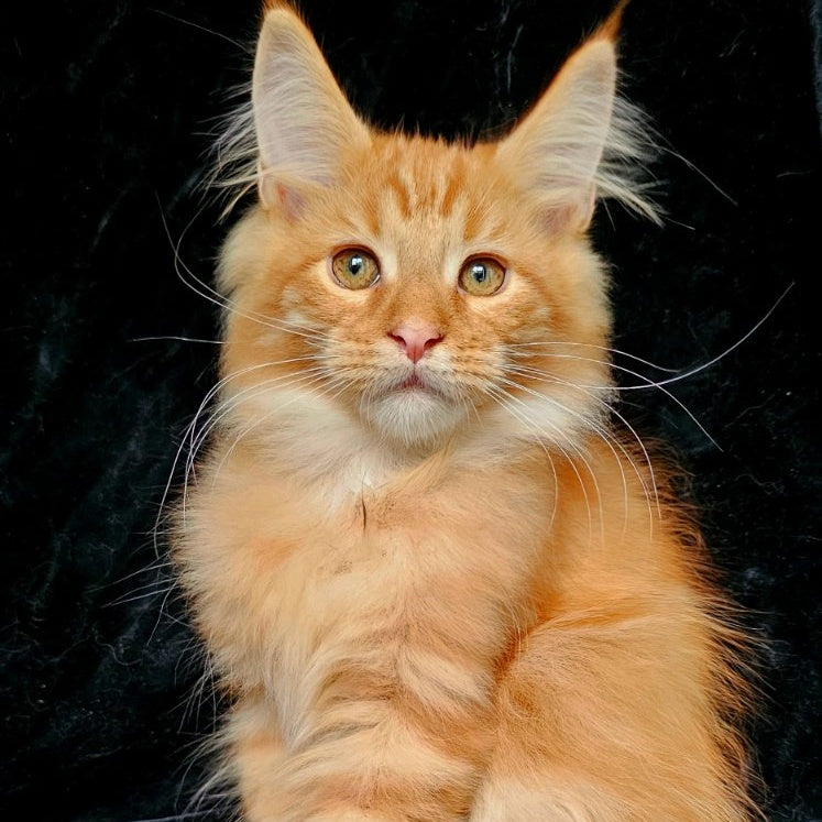 Sanny Maine Coon male, red tabby
