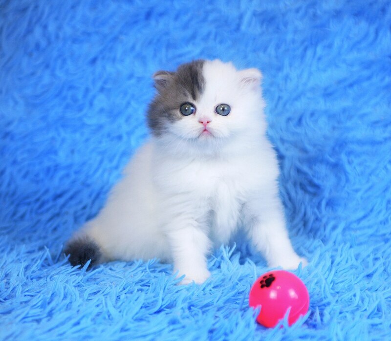 Fantasia Scottish Straight female, blue tabby van