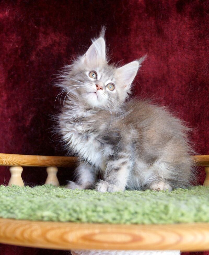 Oliviya Maine Coon female blue tortie silver tabby - live animals