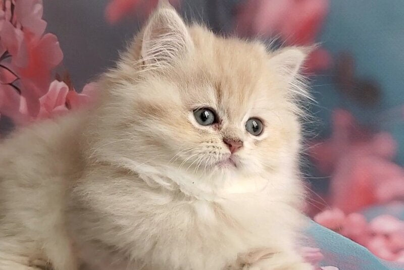 Plush British Longhair male blue golden chinchilla - live animals
