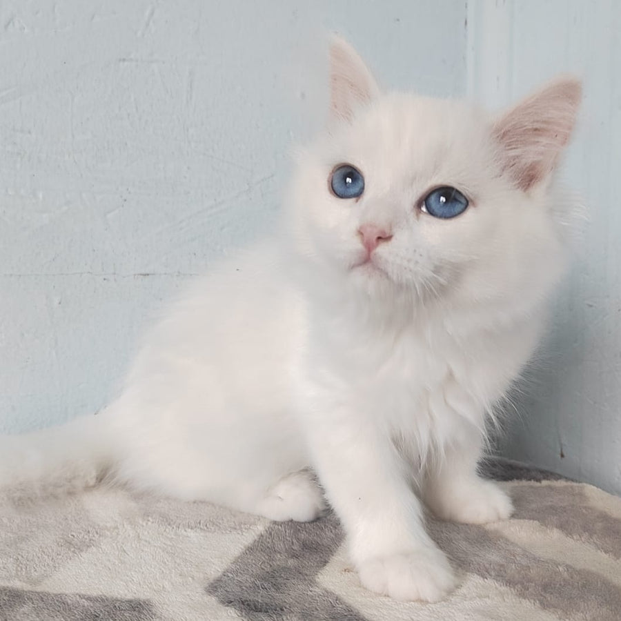 Jemchuzhina Siberian female, white