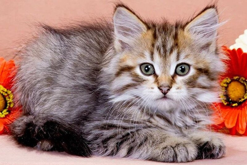 Garfield Siberian male black spotted tabby - live animals