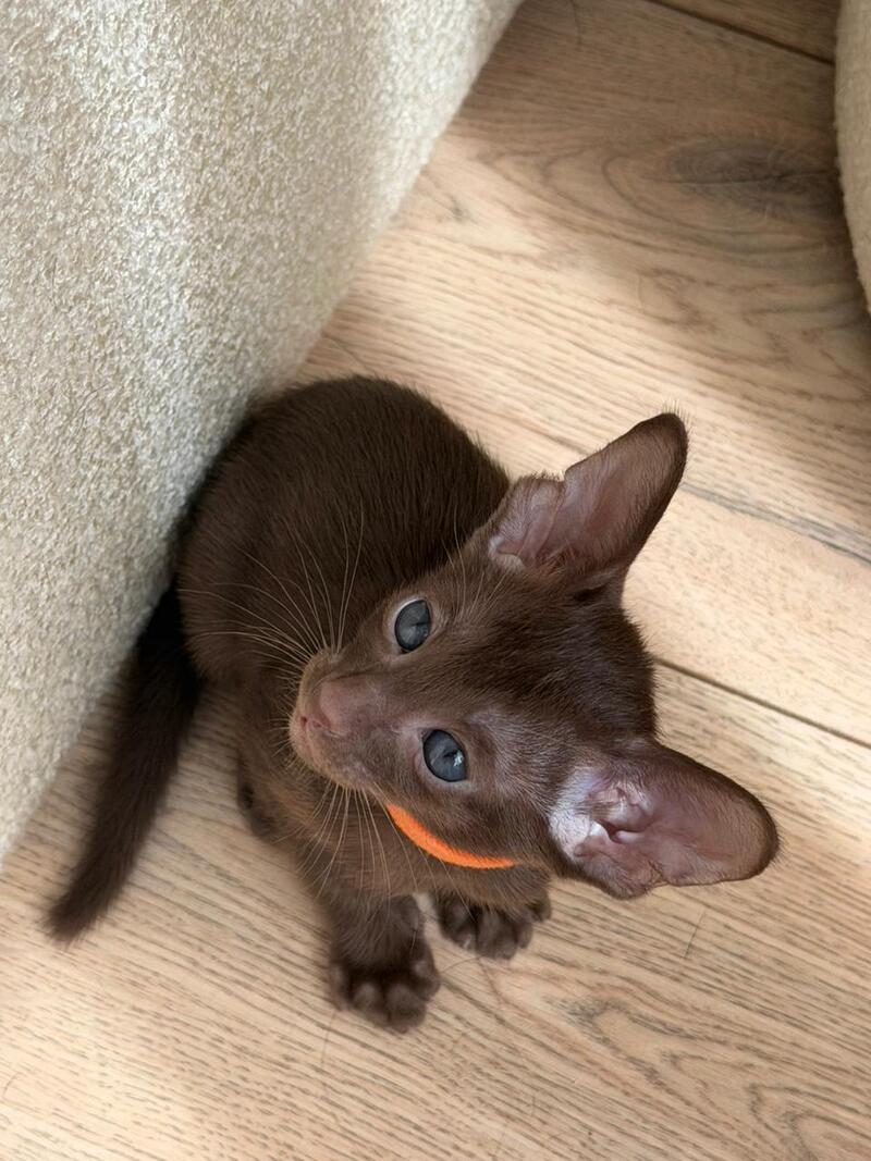 Aurora Oriental Shorthair female chocolate - live animals