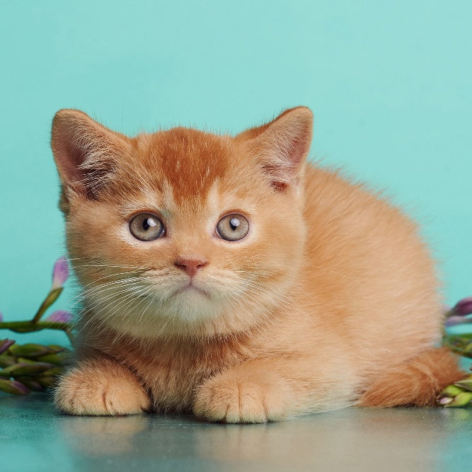 Puffy British Shorthair male, red