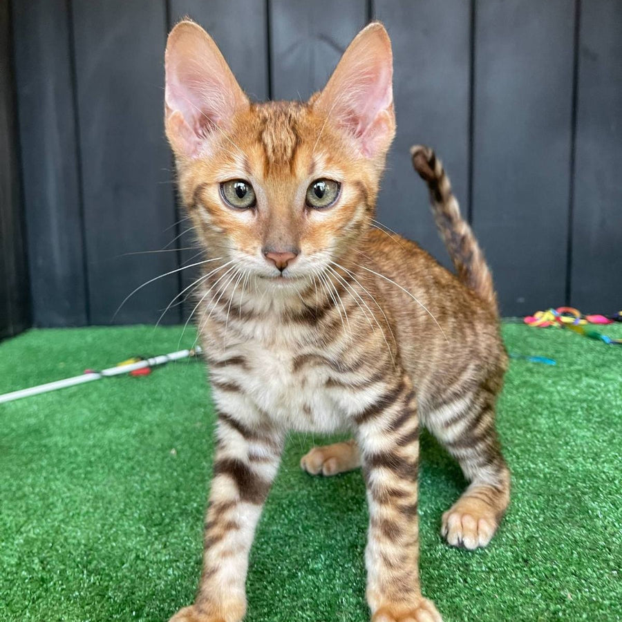 Wulfric Toyger male, black tabby