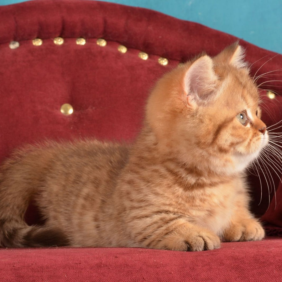 Holly Munchkin female, chocolate spotted tabby