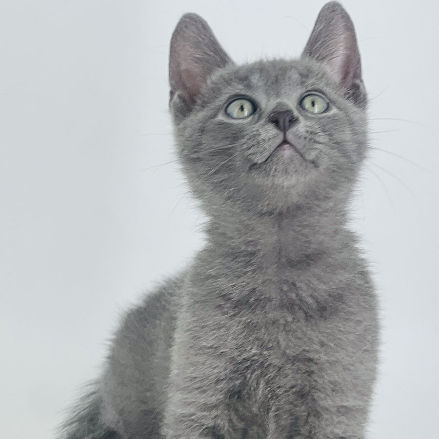 Archie Russian Blue male, blue