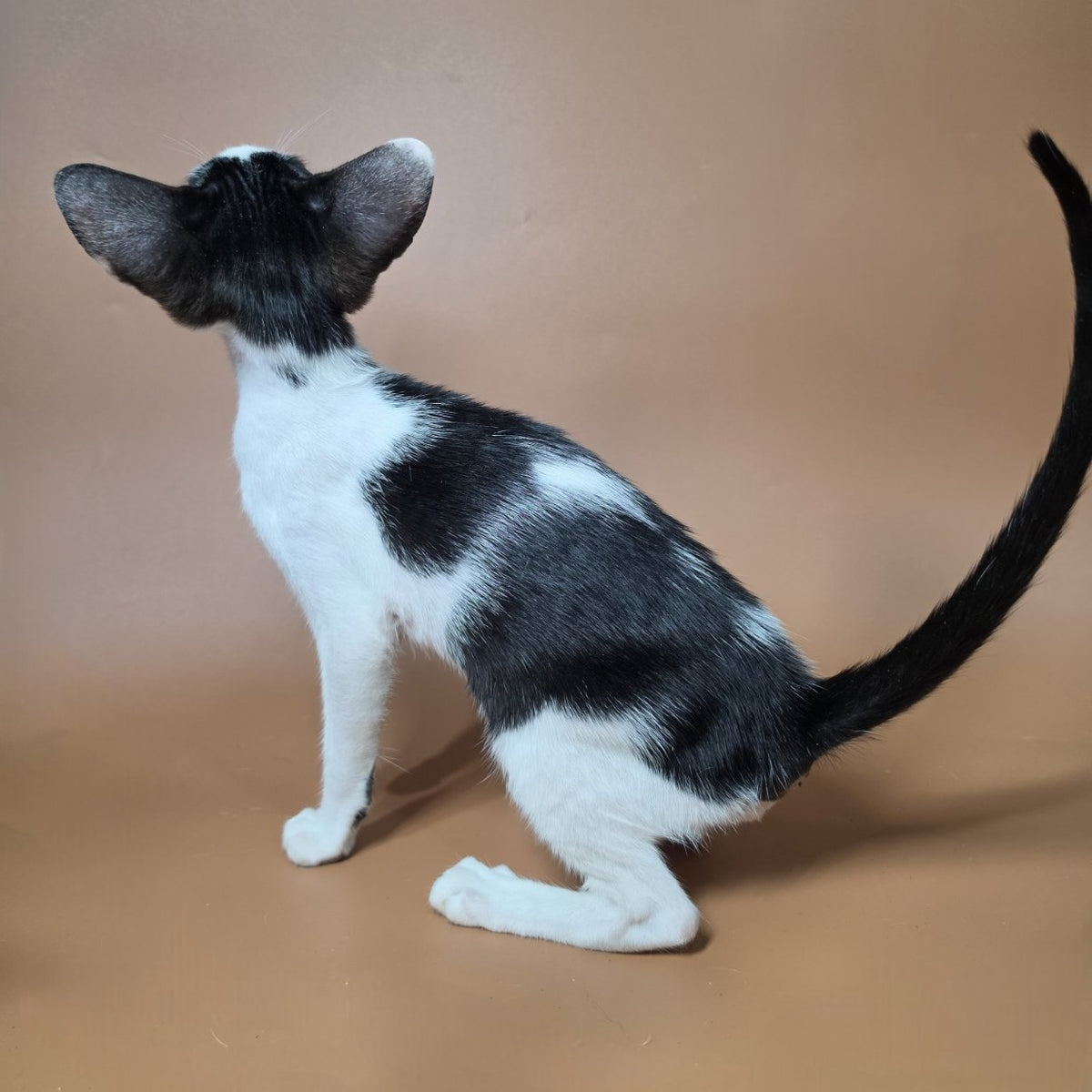 Asher Oriental Shorthair male, black bicolour