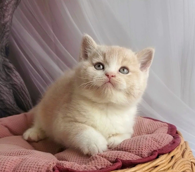 Uno British Shorthair male cream bicolour - live animals