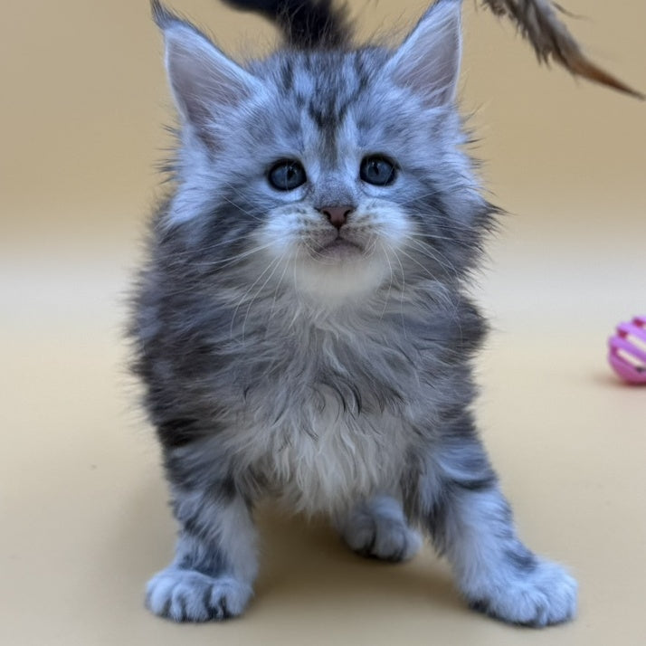 Hilton Maine Coon male, black silver tabby