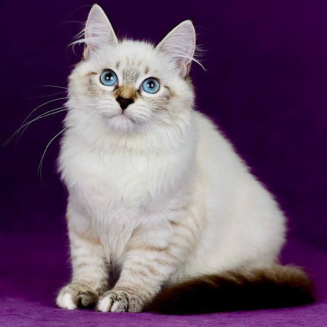 Jinnie Siberian female, black with white tabby pointed