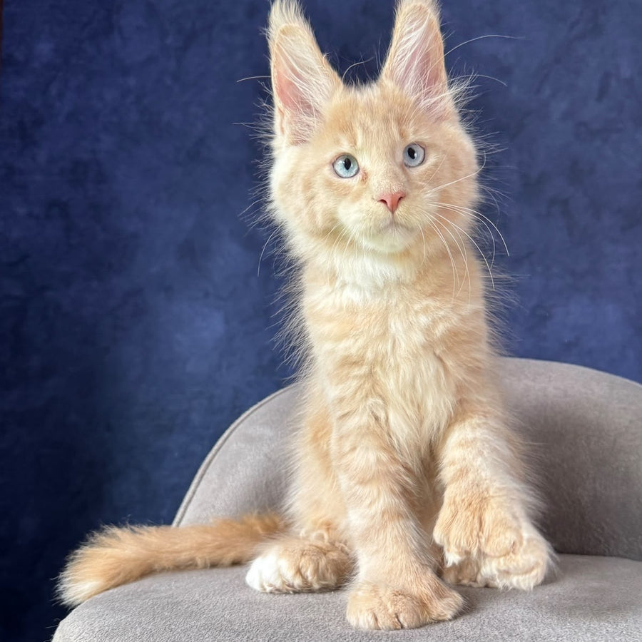 Rumbik Maine Coon polydactyl 6x6x6x6 male, cream with white