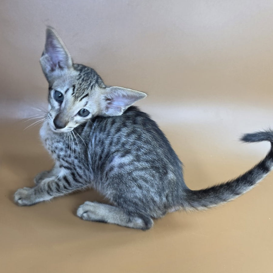Yorick Oriental Shorthair male, black spotted tabby