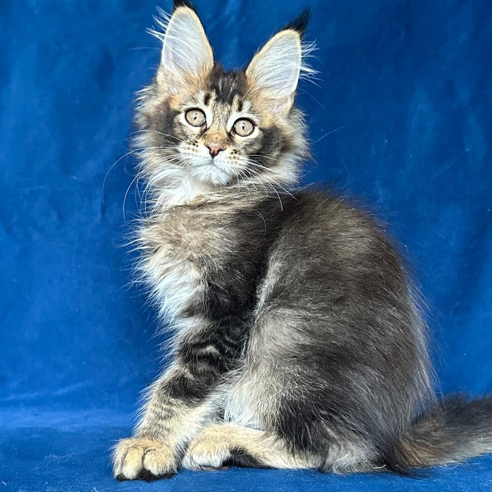 Maggie Maine Coon female, black ticked tabby