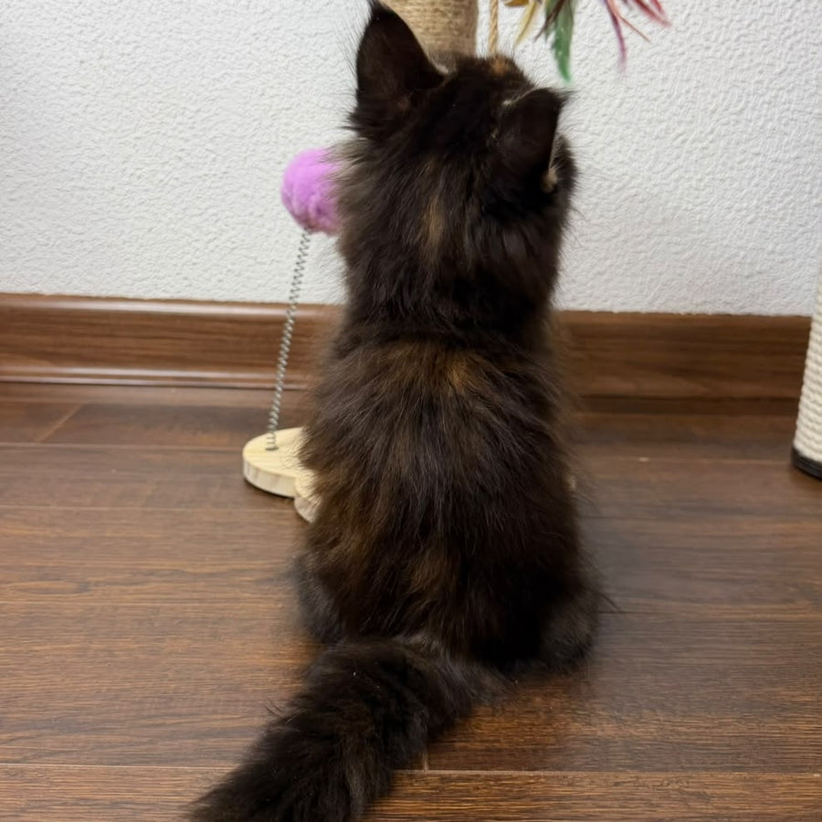 Bernadette Maine Coon female, black tortie tabby