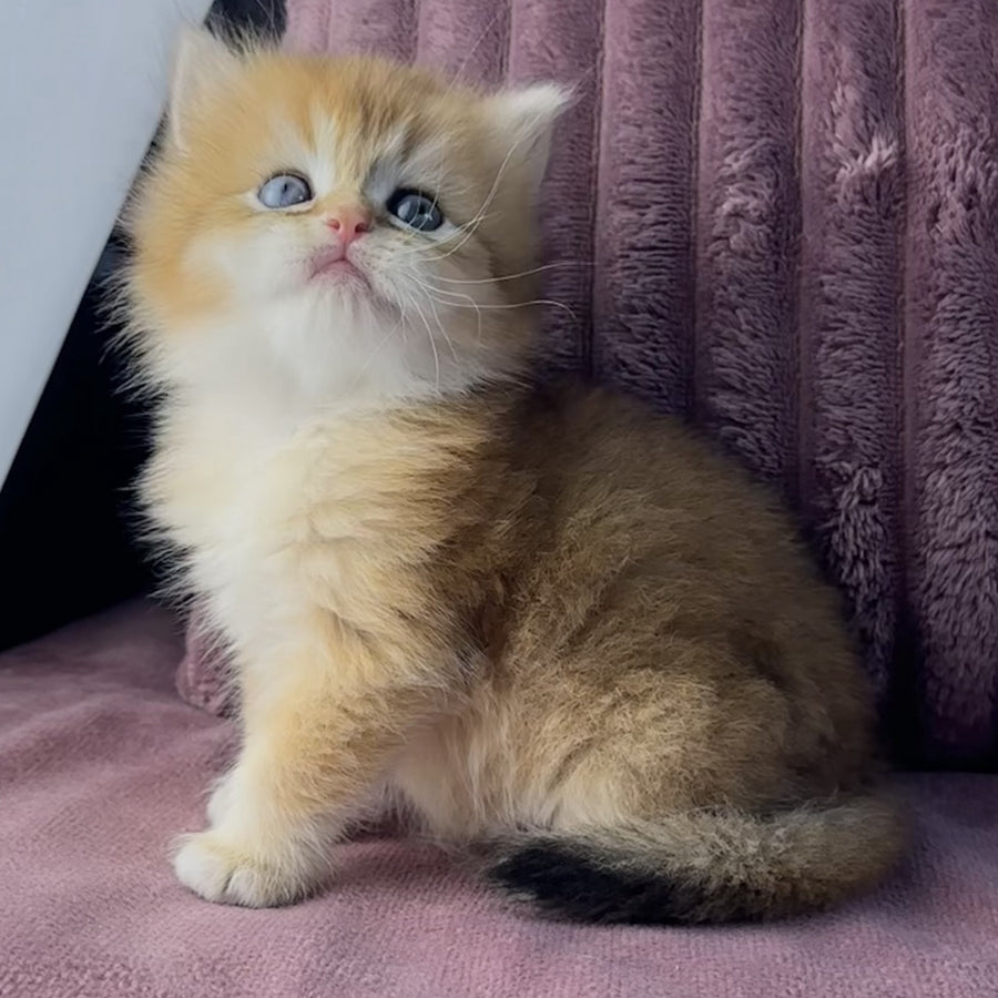 Jazz British Longhair male, black golden chinchilla