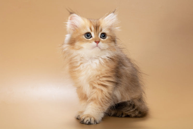 Emerald British Longhair male, black golden shaded