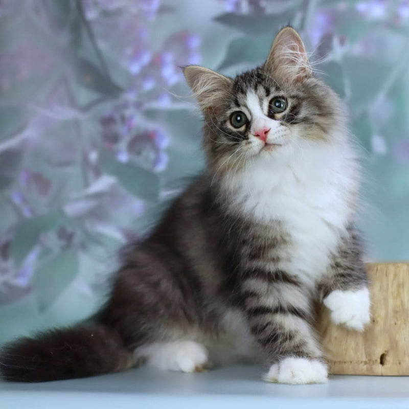 Gelius Siberian male, black with white spotted tabby