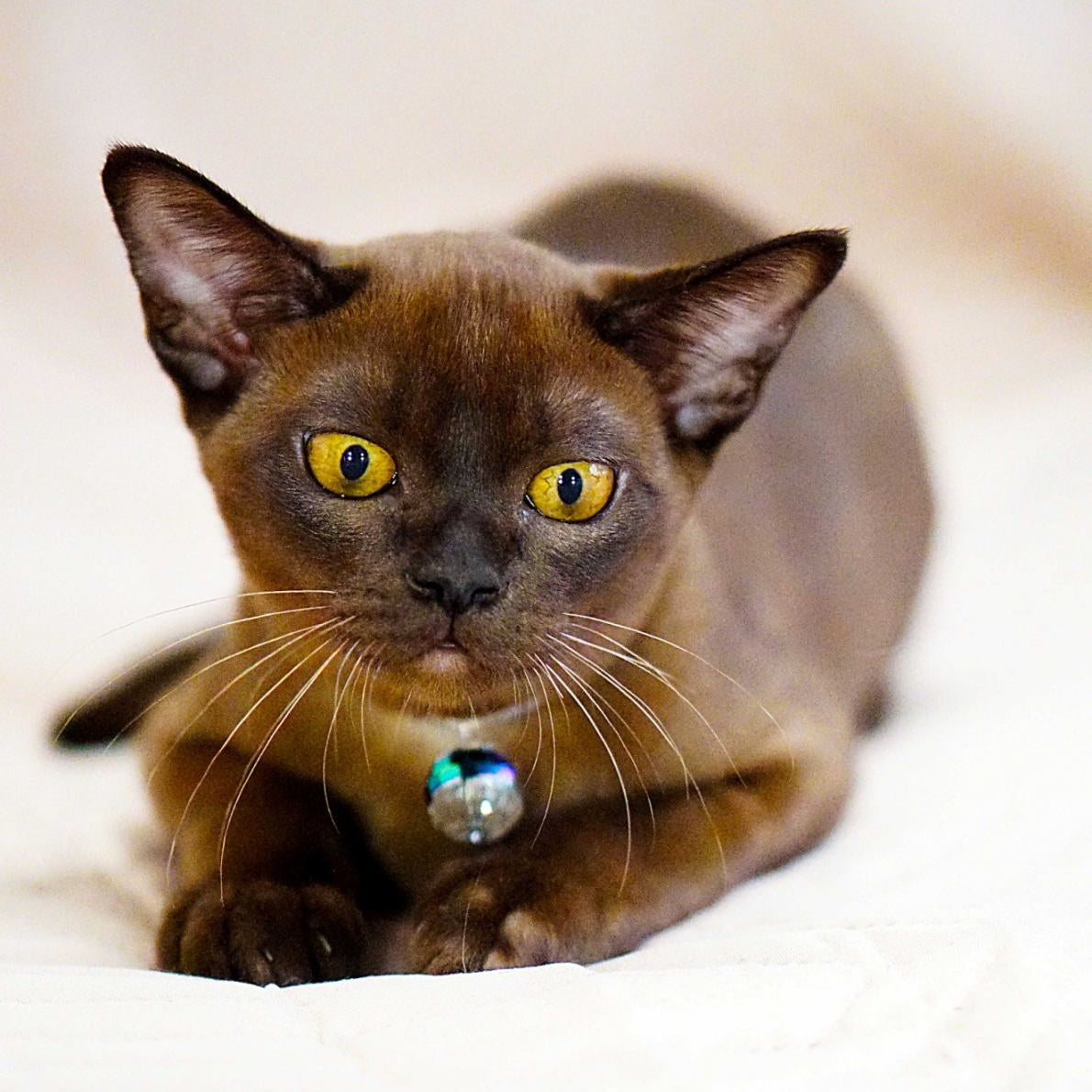 Urus Burmese male, black
