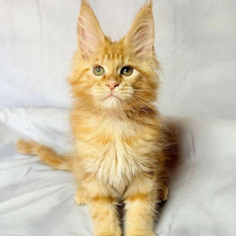 Luthor Maine Coon male, red tabby