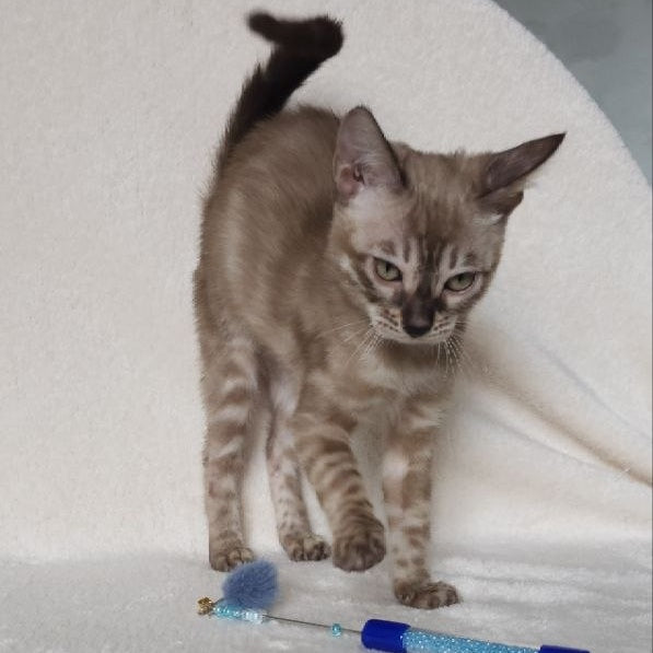 Lika Bengal female, black pointed spotted tabby