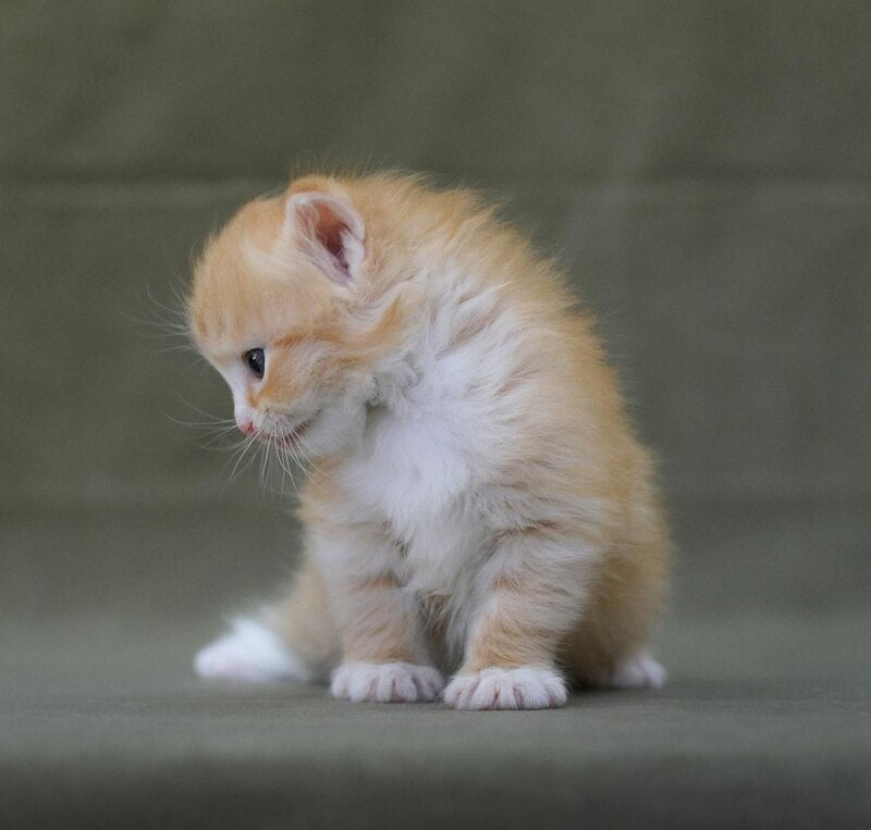 FanFan Siberian male, red spotted tabby bicolour