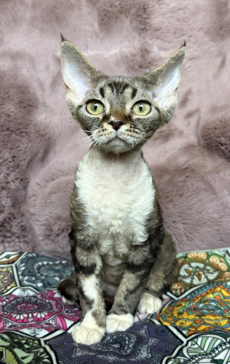 Umi Devon Rex female, black tabby bicolour