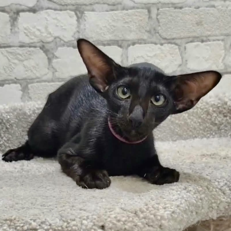 Airin Oriental Shorthair female, chocolate