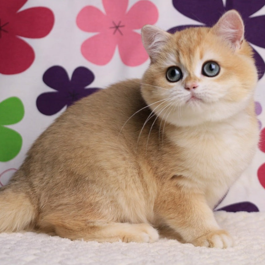 Percy British Shorthair male, black golden chinchilla