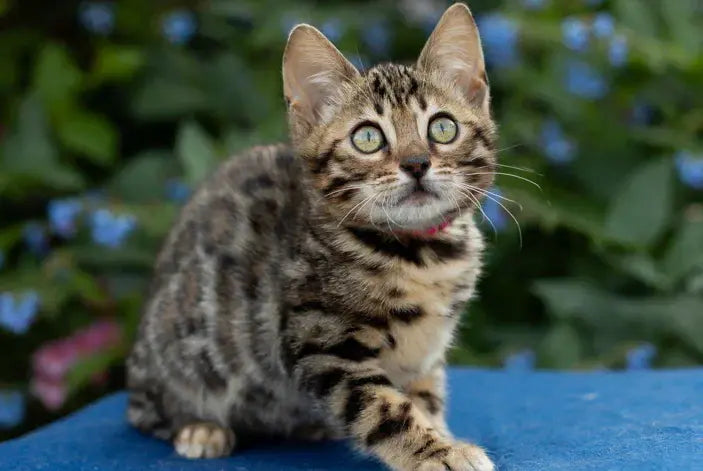 Dixie Bengal female black spotted tabby - live animals