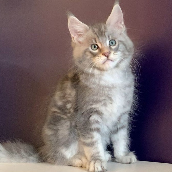 Rembrant Maine Coon male, blue silver tabby