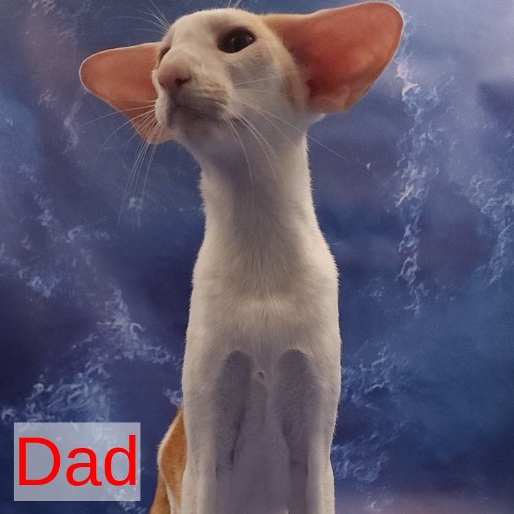 Winner Oriental Shorthair male, cinnamon spotted tabby bicolour
