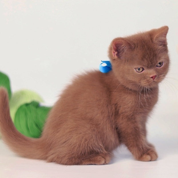 Lord British Shorthair male, cinnamon