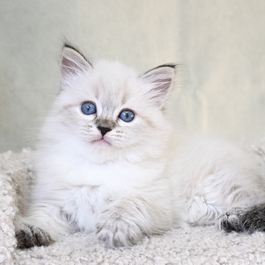 Kassey Siberian male, black tabby pointed