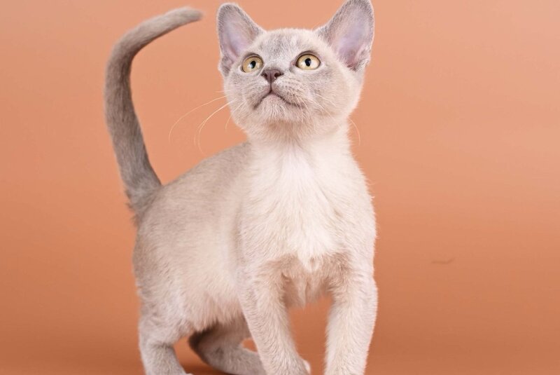 Zarden Burmese male, lilac