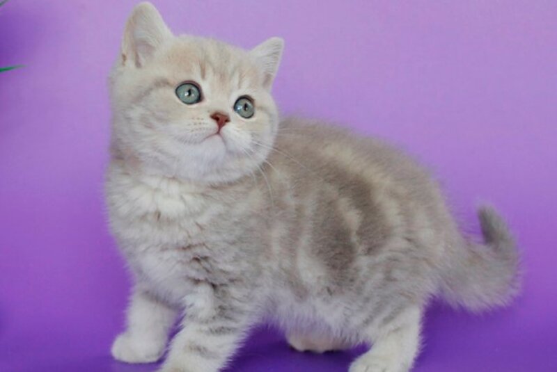 Sapphir British Shorthair male, lilac tabby