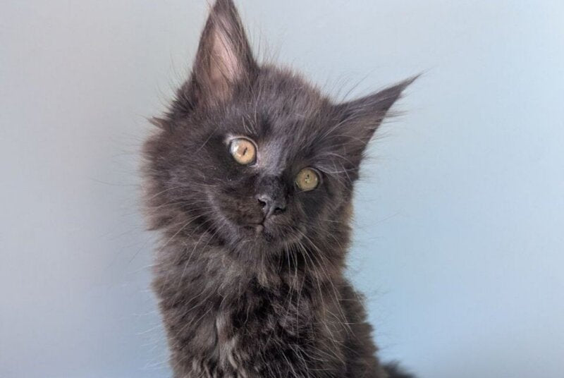 Hamster Maine Coon male, black