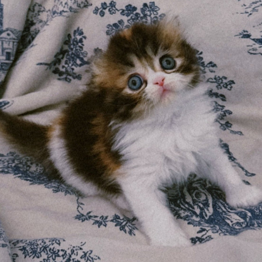 Kitty Scottish Fold female, black tortie tabby bicolour