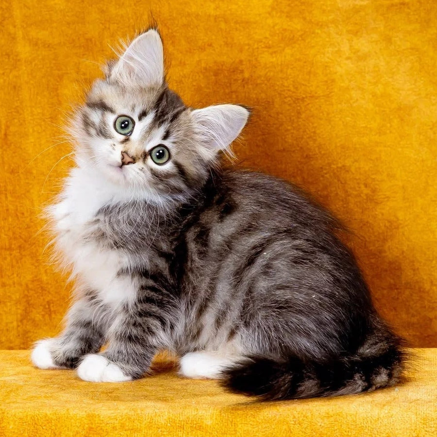 Isabella Siberian female, black with white spotted tabby