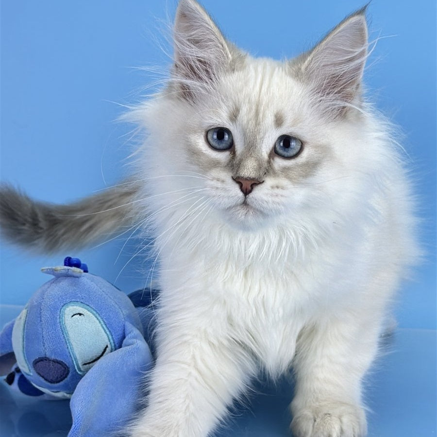Xander Siberian male, blue tabby pointed